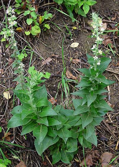 Verbascum lychnitis - Mehlige Königskerze