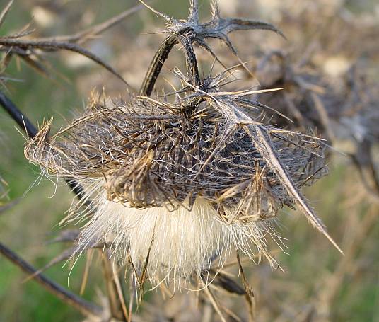 Cirsium vulgare - Gemeine Kratzdistel