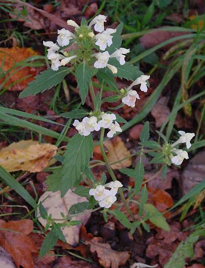 Galeopsis segetum - Saat-Hohlzahn