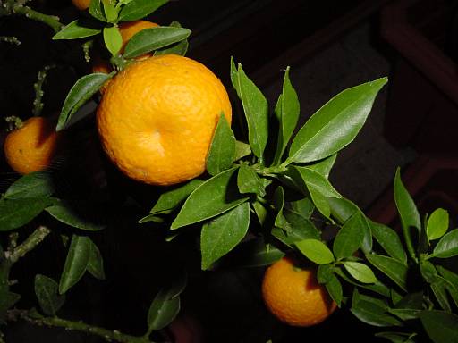 Citrus aurantium - Bitterorange 