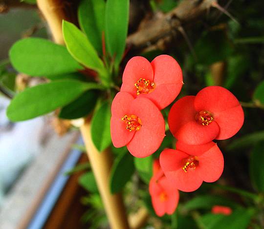 Euphorbia milii - Christusdorn