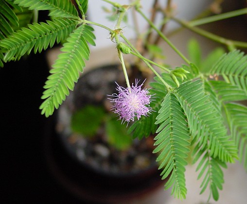 Mimosa pudica - Mimose