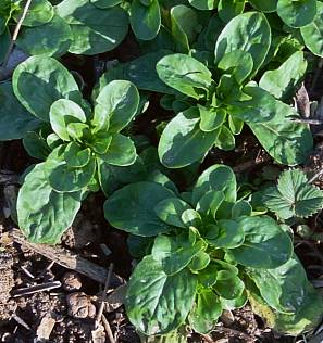 Valerianella locusta - Feldsalat