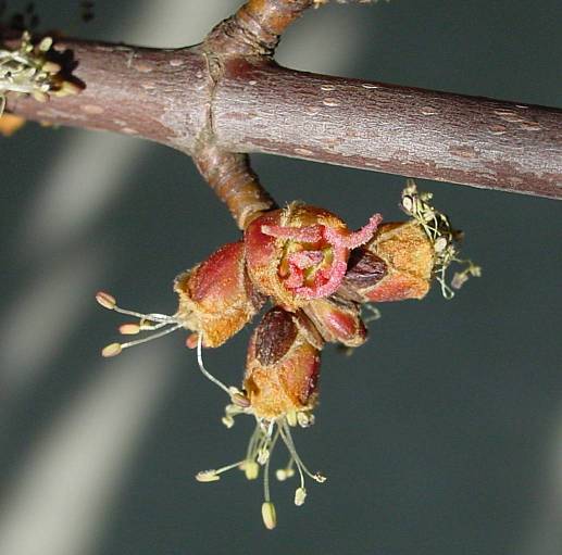 Acer saccharinum - Silber-Ahorn