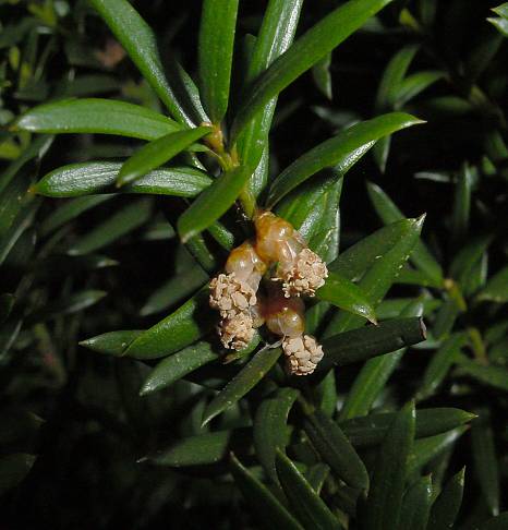 Taxus baccata - Eibe
