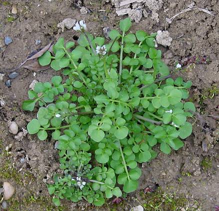 Cardamine hirsuta - Behaartes Schaumkraut