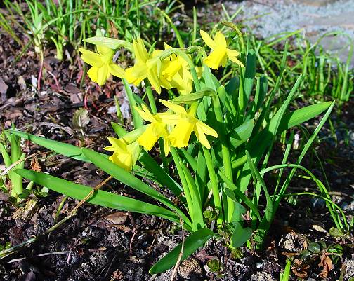 Narcissus pumilus - Zwerg-Narzisse