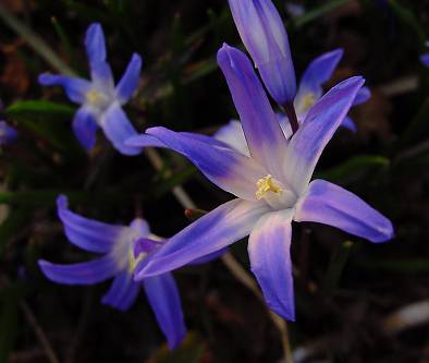 Chionodoxa luciliae - Sternhyazinthe