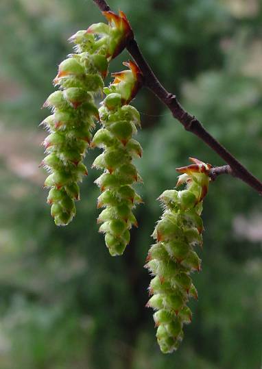 Carpinus betulus - Hainbuche