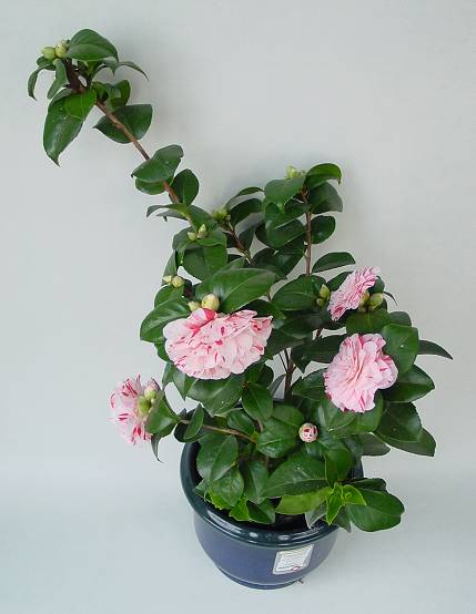 Camellia japonica - Kamelie