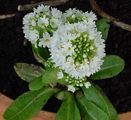 Primula denticulata  var. alba - Weiße Kugelprimel