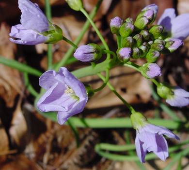 Cardamine pratensis - Wiesen-Schaumkraut