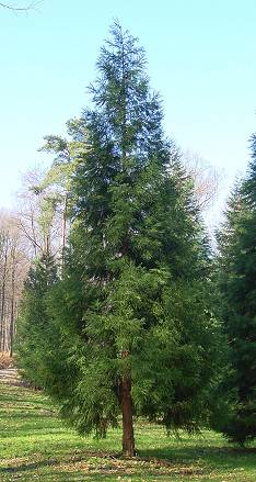 Cryptomeria japonica - japanische Sicheltanne