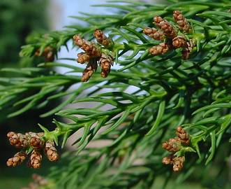 Cryptomeria japonica - japanische Sicheltanne