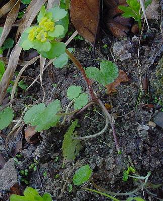 Chrysosplenium alternifolium - Wechselblättriges Milzkraut