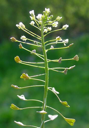 Capsella bursa-pastoris - Hirtentäschel