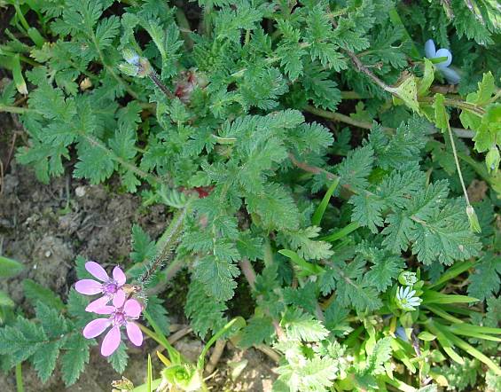 Erodium cicutarium - Gemeiner Reiherschnabel
