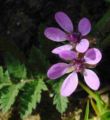 Erodium cicutarium - Gemeiner Reiherschnabel