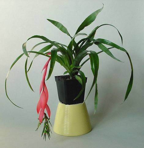 Billbergia nutans - Zimmerhafer