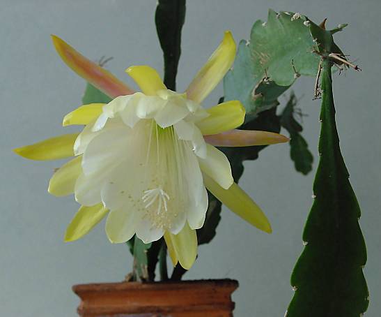 Epiphyllum crenatum - Blattkaktus