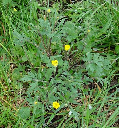 Ranunculus bulbosus - Knolliger Hahnenfuß