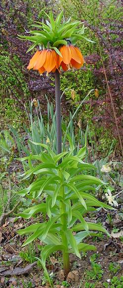 Fritillaria imperalis - Kaiserkrone