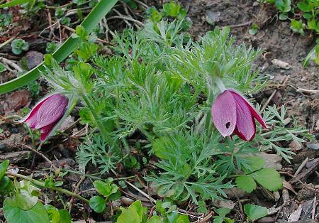 Pulsatilla vulgaris - Gemeine KüchenschelleGewöhnliche Kuhschelle