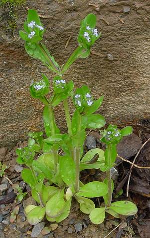 Valerianella locusta - Feldsalat