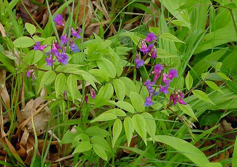 Lathyrus vernus - Frühlings-Platterbse