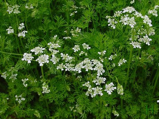 Coriandrum sativum - Koriander - coriander