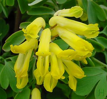 Corydalis lutea - Gelber Lerchensporn