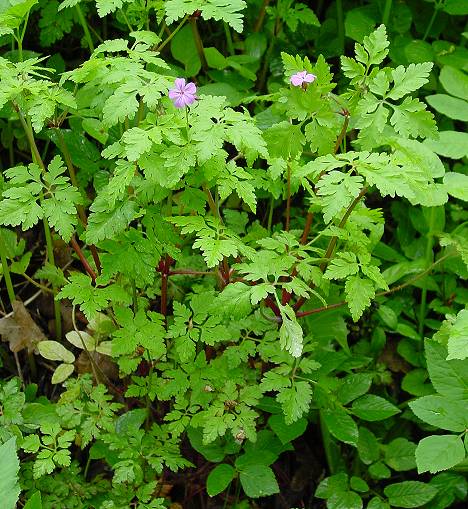 Geranium robertianum - Stinkender Storchschnabel - Ruprechtskraut