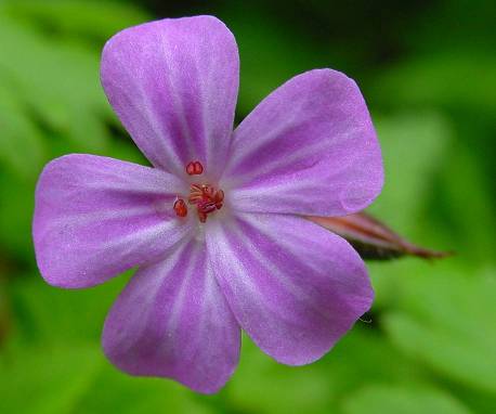 Geranium robertianum - Stinkender Storchschnabel - Ruprechtskraut