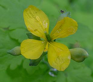 Chelidonium majus - Schöllkraut