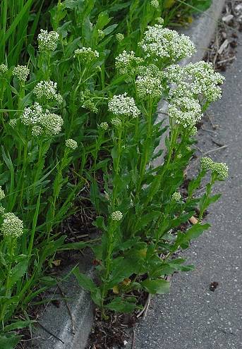 Cardaria draba - Pfeilkresse