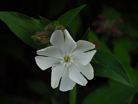 Silene latifolia - Weiße Lichtnelke
