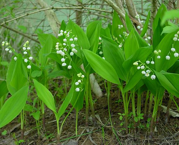 Maiglöckchen - Convallaria majalis