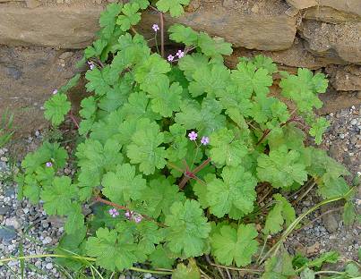 Geranium rotundifolium - Rundblättriger Storchschnabel