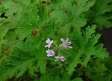 Pelargonium odoratissimum - Duftpelargonie - Zitronengeranie