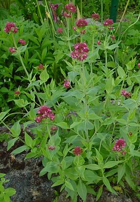 Centranthus ruber - Spornblume