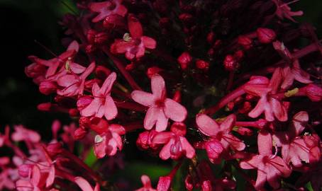 Centranthus ruber - Spornblume