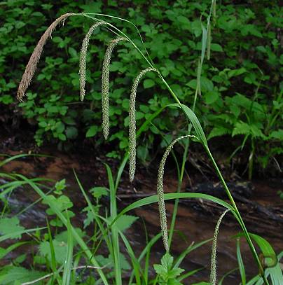 Carex pendula - Hänge-Segge