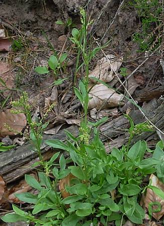 Rumex acetosella - Kleiner Sauerampfer