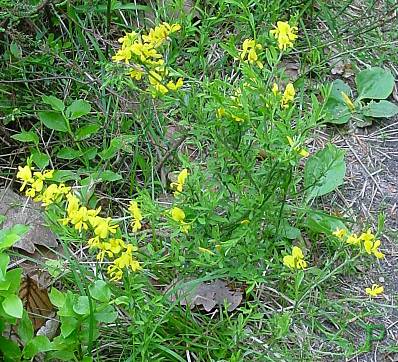 Genista pilosa - Behaarter Ginster