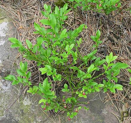 Vaccinium myrtillus - Heidelbeere