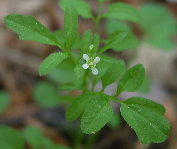 Cardamine flexuosa - Wald-Schaumkraut - woodland bittercress