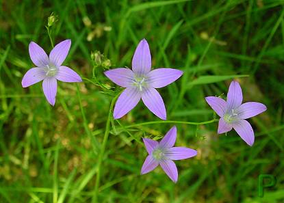 Campanula patula - Wiesen-Glockenblume