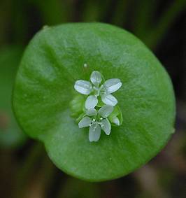 Claytonia perfoliata - Tellerkraut