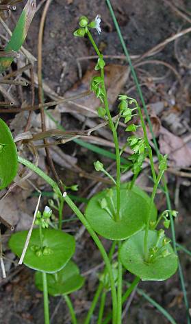 Claytonia perfoliata - Tellerkraut