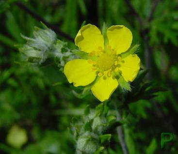 Potentilla argentea? - (Silber?)-Fingerkraut